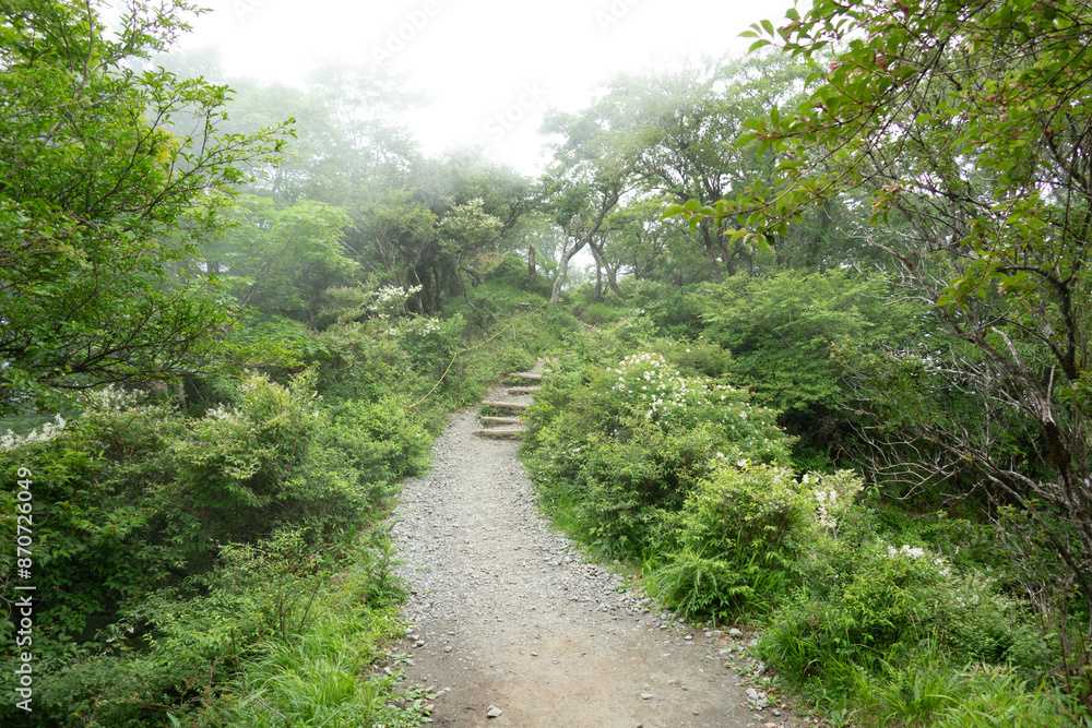Fototapeta premium 霧のトレイル