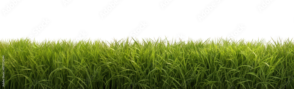 Fototapeta premium PNG Big grass field backgrounds outdoors nature.