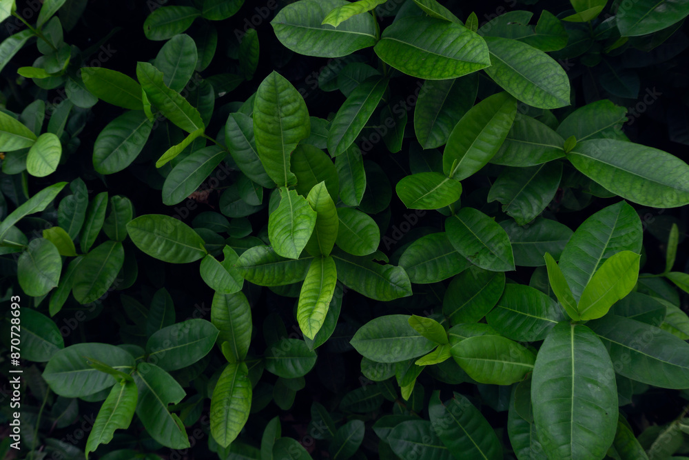 Tropical green leaf texture background Tropical green leaf texture background