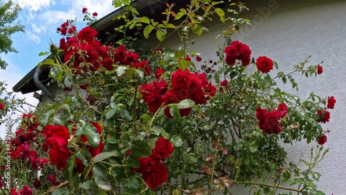 prachtvolle rote Rosenblüten bewegen sich sanft im Wind im Sonnenschein, Rosenpflanze, Rosenstrauch, Liebe, blühen
 photo