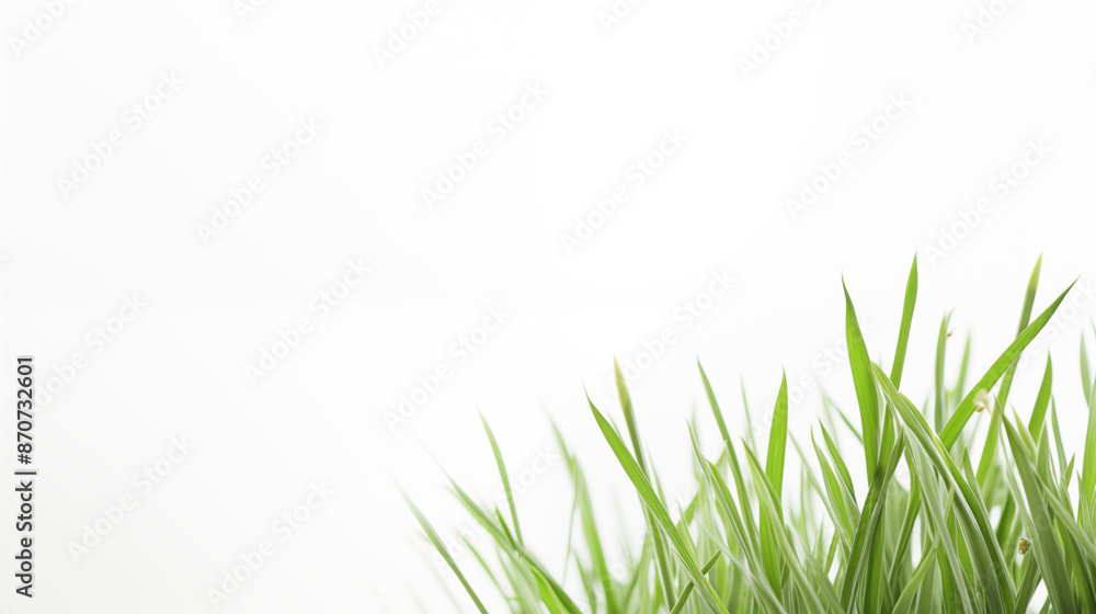 Obraz premium A close up of a green grassy area with a white background