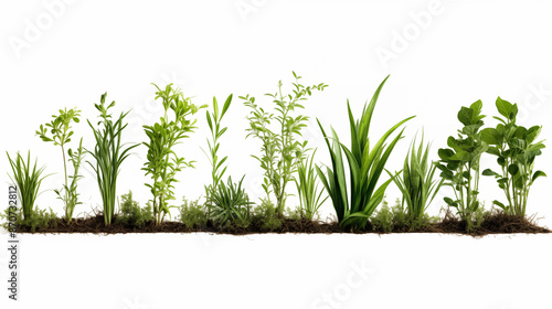 Wallpaper Mural A row of plants with a variety of sizes and shapes Torontodigital.ca