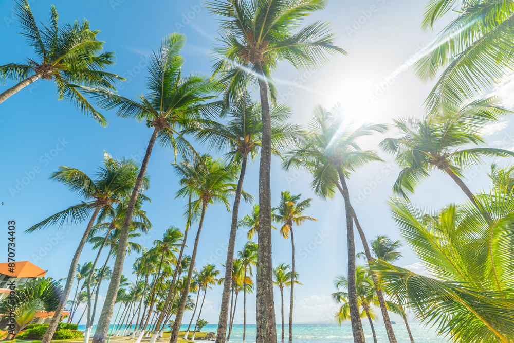 Palm trees by the sea and turquoise water in a tropical beach Palm trees by the sea and turquoise water in a tropical beach