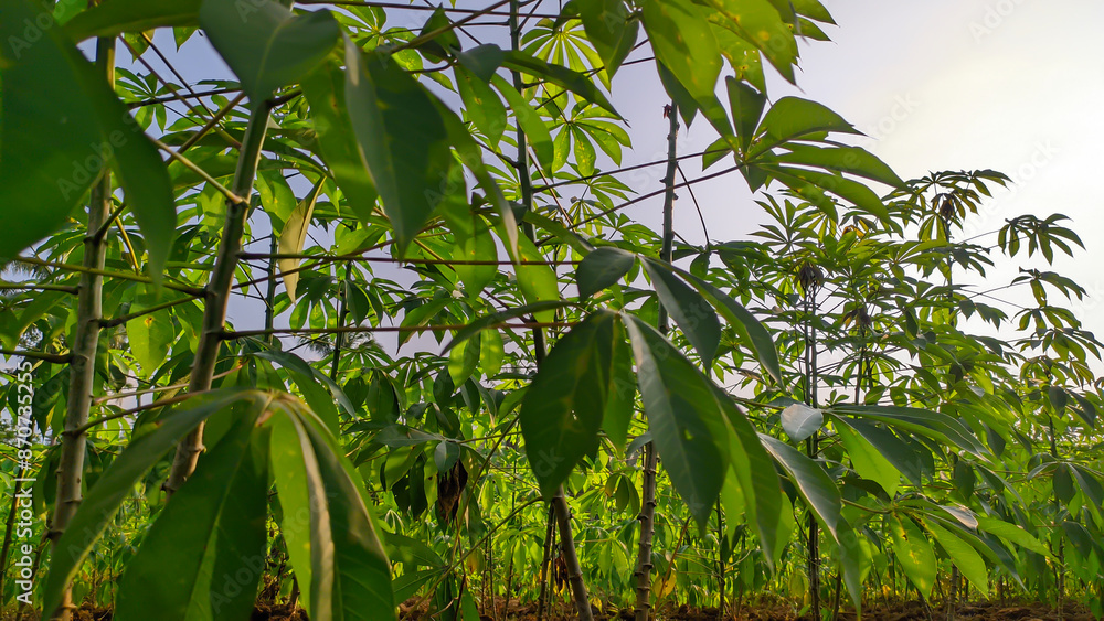 Obraz premium Green fresh cassava leaves agriculture plantation or the Latin name Manihot esculenta