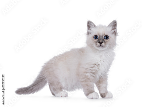 Sacred Birman cat kitten standing side ways. Looking straight forward to lens with piercing breed typical blue eyes. Isolated on a white background.