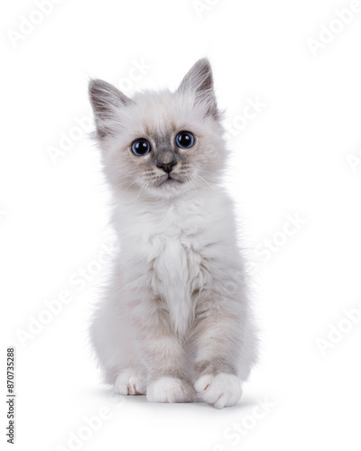 Sacred Birman cat kitten standing facing front.Looking beside lens with piercing breed typical blue eyes and one paw playful lifted. Isolated on a white background. photo