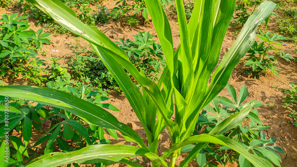 Obraz premium Close up Lush green young corn plants or Latin name zea mays