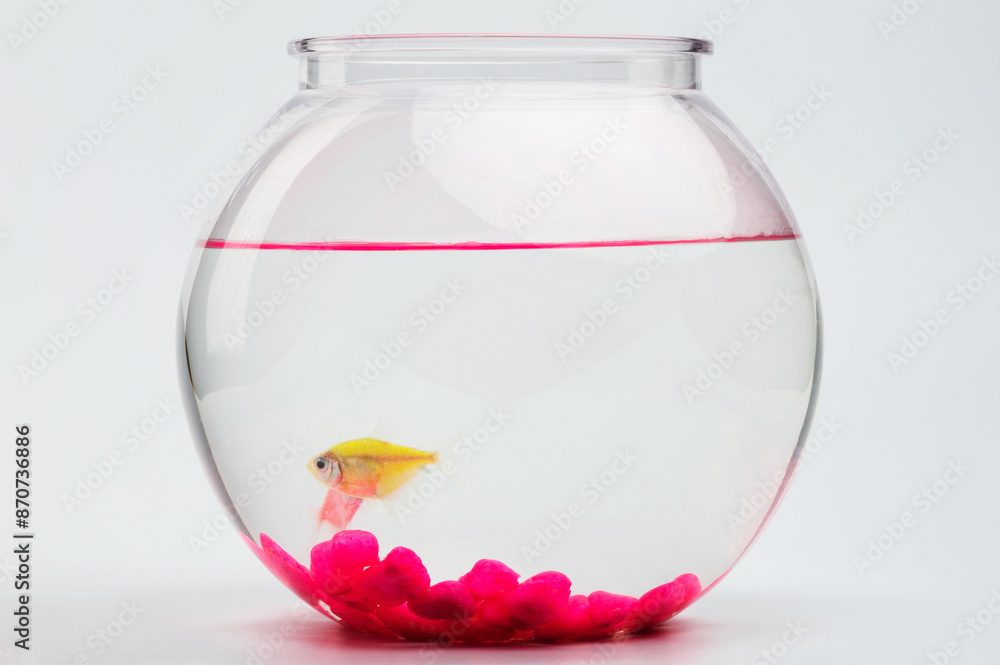 Golf fish in transparent aquarium bowl Golf fish in transparent aquarium bowl