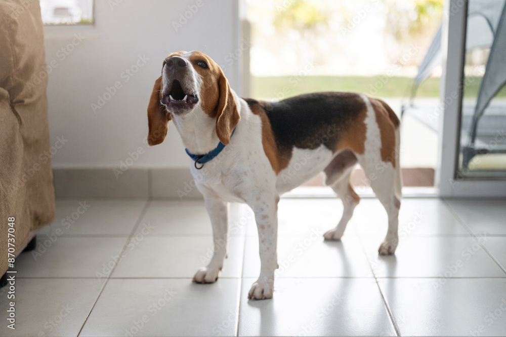 Ταπετσαρία Beagle dog bark at house