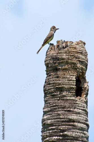 A great crested flycatcher, Myiarchus crinitus, is perched atop a palm tree snag above its nesting cavity, holding an insect to bring back to the nest. Blue sky background. Room for type. photo
