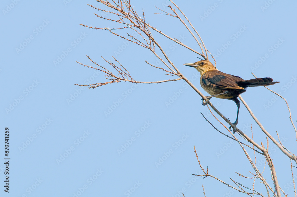 A female boat-tailed grackle, Quiscalus major, perched on a branch with a blue sky background. Full body portrait, showing tail, wing, face, and eye. Florida. A female boat-tailed grackle, Quiscalus major, perched on a branch with a blue sky background. Full body portrait, showing tail, wing, face, and eye. Florida.