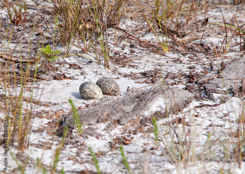 The open ground nest of the Common Nighthawk, Chordeiles minor. A clutch of two eggs camouflaged on the sandy soil in a coastal scrub in Florida.