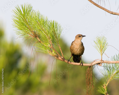 Close-up photo of a brown female boat-tailed grackle resting in a pine tree, facing right, with her eye and beak visible.