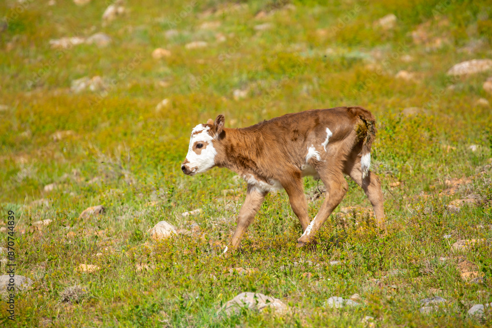 A cow and a newborn calf graze on a pasture in a green meadow. The concept of animal husbandry and organic food. A cow and a newborn calf graze on a pasture in a green meadow. The concept of animal husbandry and organic food.