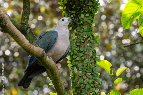 Pacific Imperial Pigeon - Ducula pacifica, beautiful colored pigeon from Pacific islands forests and woodlands, Papua New Guinea. photo