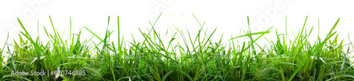 Green Grass Blades