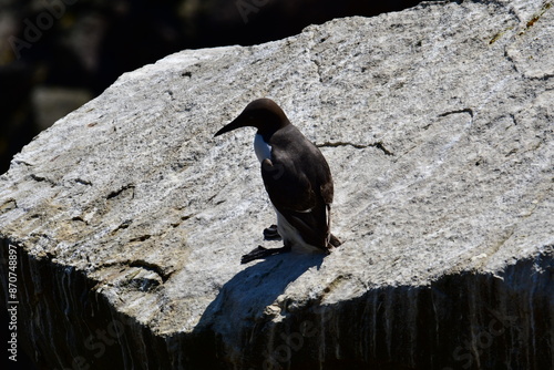 Guillemots  on the cliffs, Great Saltee Island, Kilmore Quay, Co. Wexford, Ireland photo