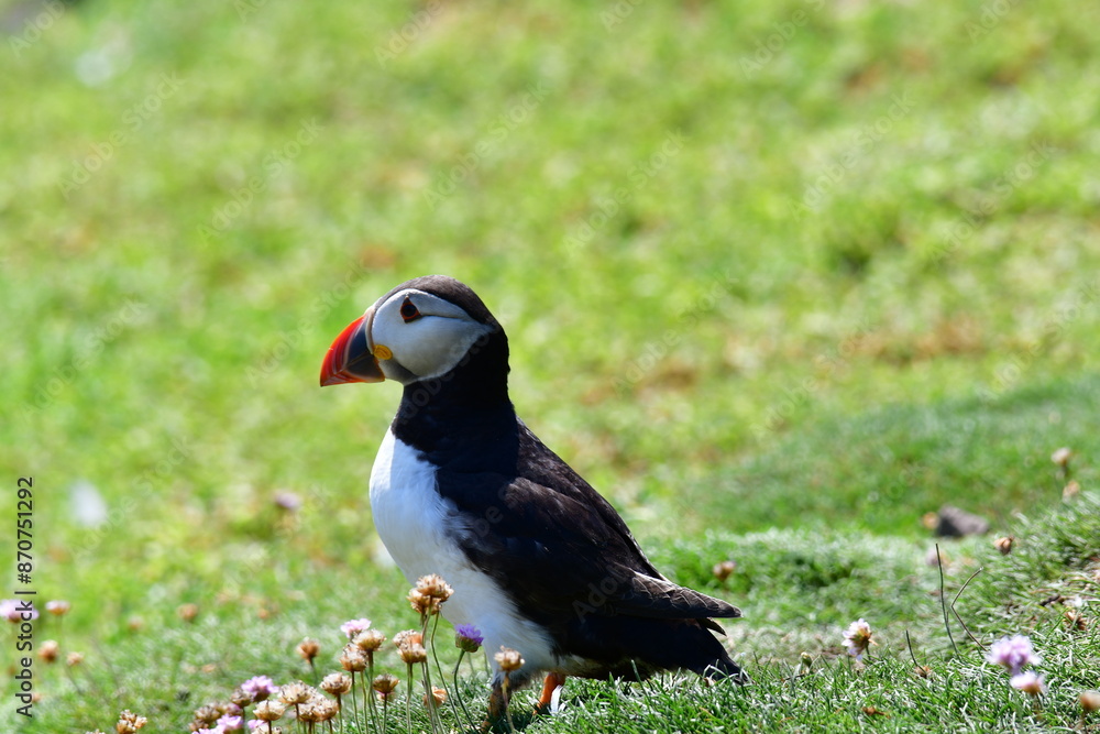 Atlantic puffin or common puffin. Great Saltee Island, Kilmore Quay, Co. Wexford, Ireland Atlantic puffin or common puffin. Great Saltee Island, Kilmore Quay, Co. Wexford, Ireland