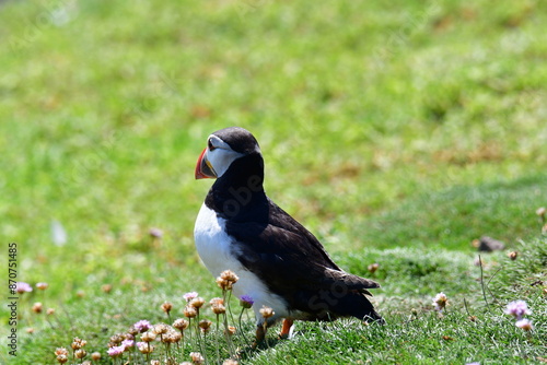 Atlantic puffin or common puffin. Great Saltee Island, Kilmore Quay, Co. Wexford, Ireland