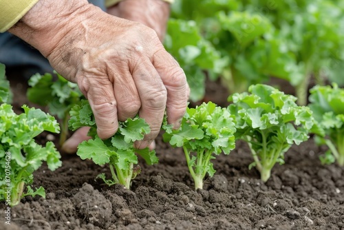 Close-up of elderly hands planting kale in the garden. Gardening and sustainable living theme.