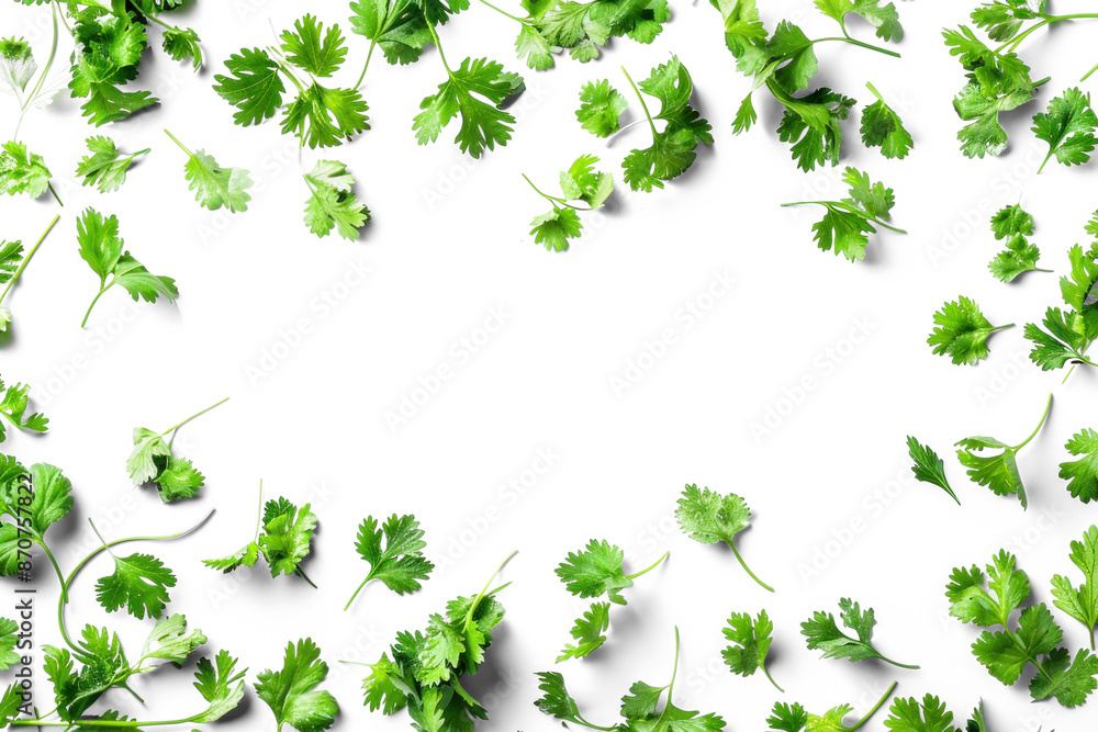 Fresh Cilantro Leaves on Transparent Background Fresh Cilantro Leaves on Transparent Background