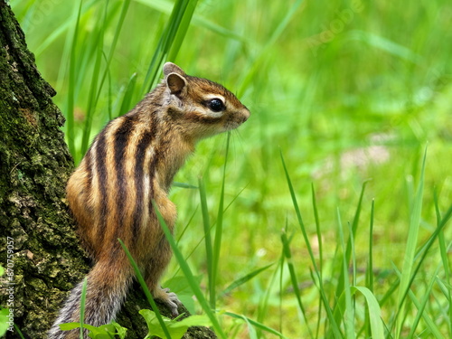 Wild Ezo chipmunk in the forest, eastern Hokkaido photo