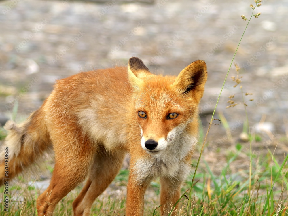 Eastern Hokkaido, wild red fox Eastern Hokkaido, wild red fox