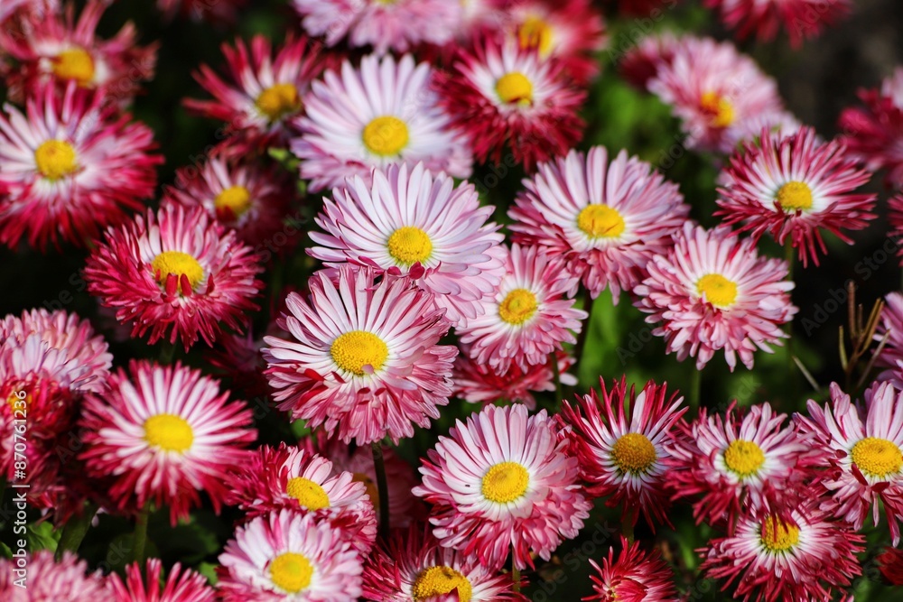 Pink flowers of english daisy. Bellis perennis pomponette, daisy in garden. Pink flowers of english daisy. Bellis perennis pomponette, daisy in garden.