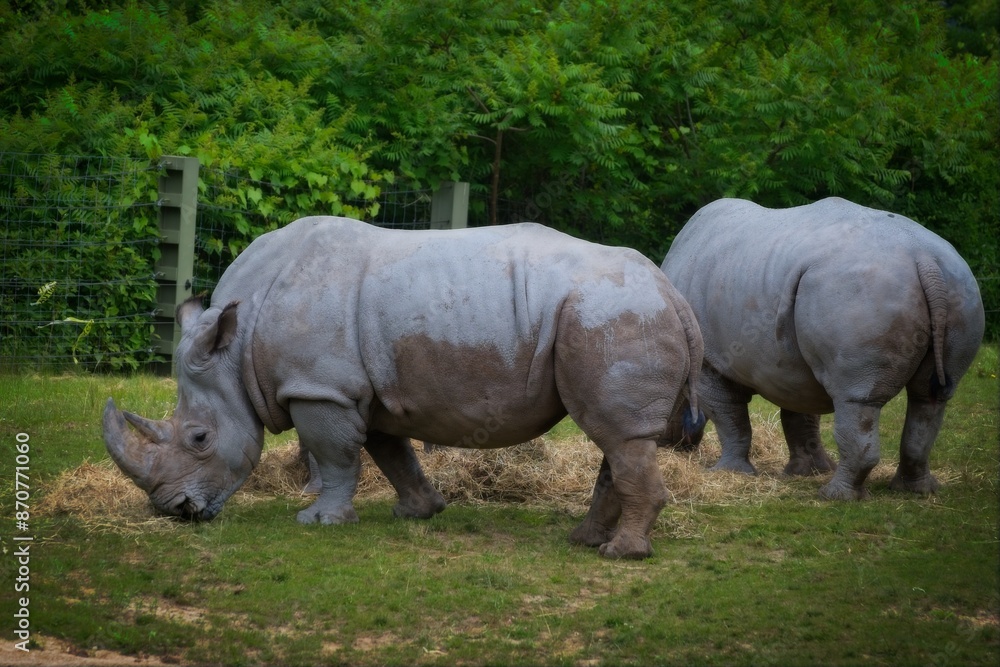 Rhinoceroses Grazing in a Field Rhinoceroses Grazing in a Field
