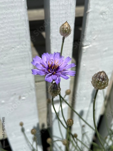 Purple Astor flower  photo