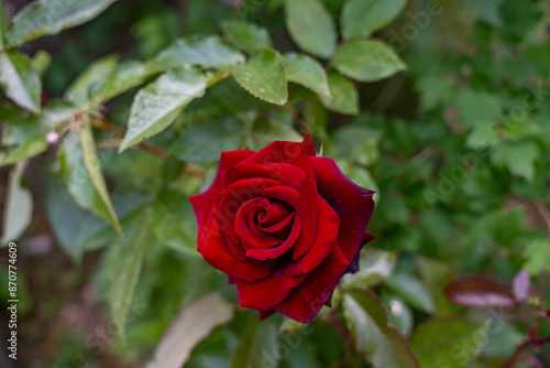 A red rose is the main focus of the image, surrounded by green leaves