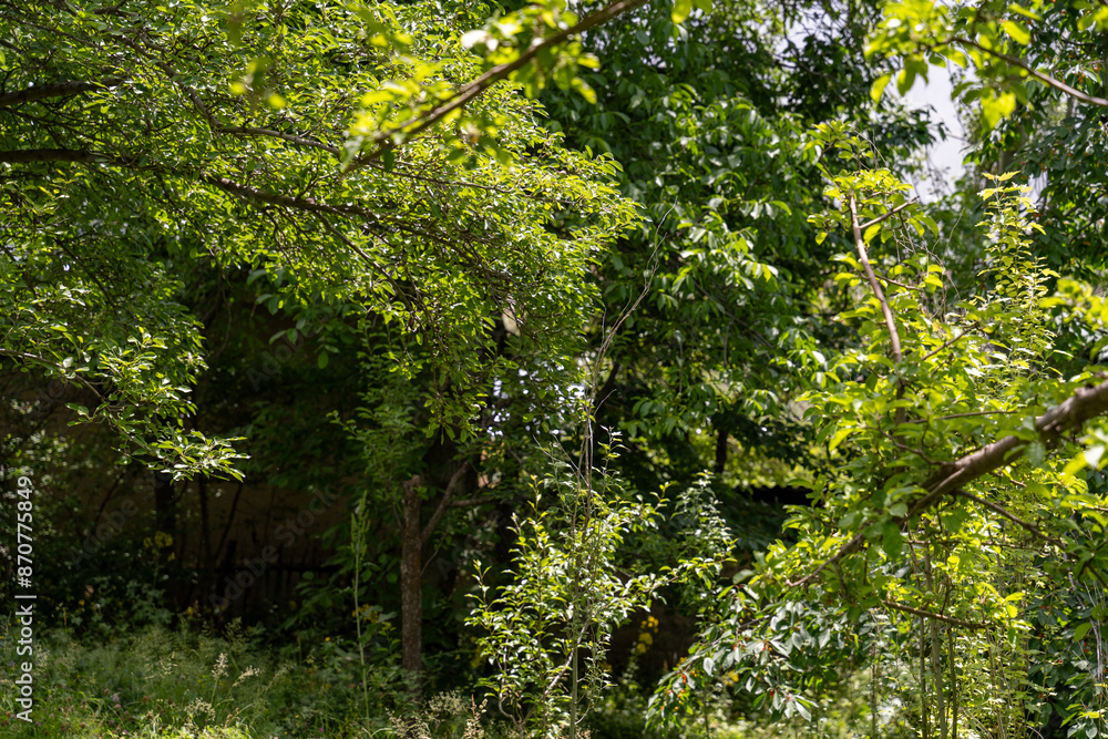 A lush green forest with trees and leaves A lush green forest with trees and leaves