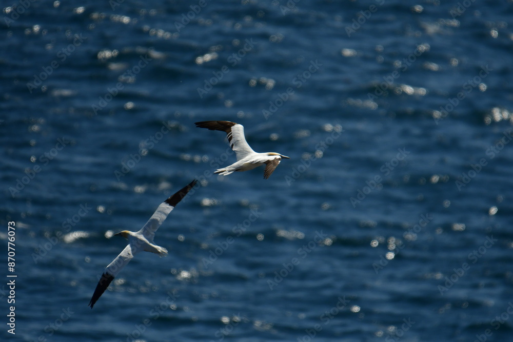 Gannets, Great Saltee Island, Kilmore Quay, Co. Wexford, Ireland Gannets, Great Saltee Island, Kilmore Quay, Co. Wexford, Ireland