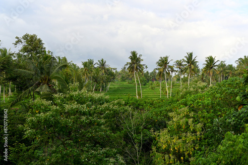 Green view of the coconut plantation during day time