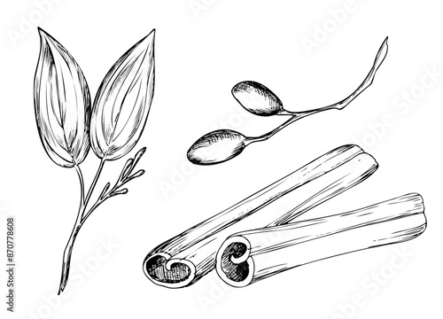 Graphic set of cinnamon drawings. Hand drawn botanical vector illustration of leaves and branches