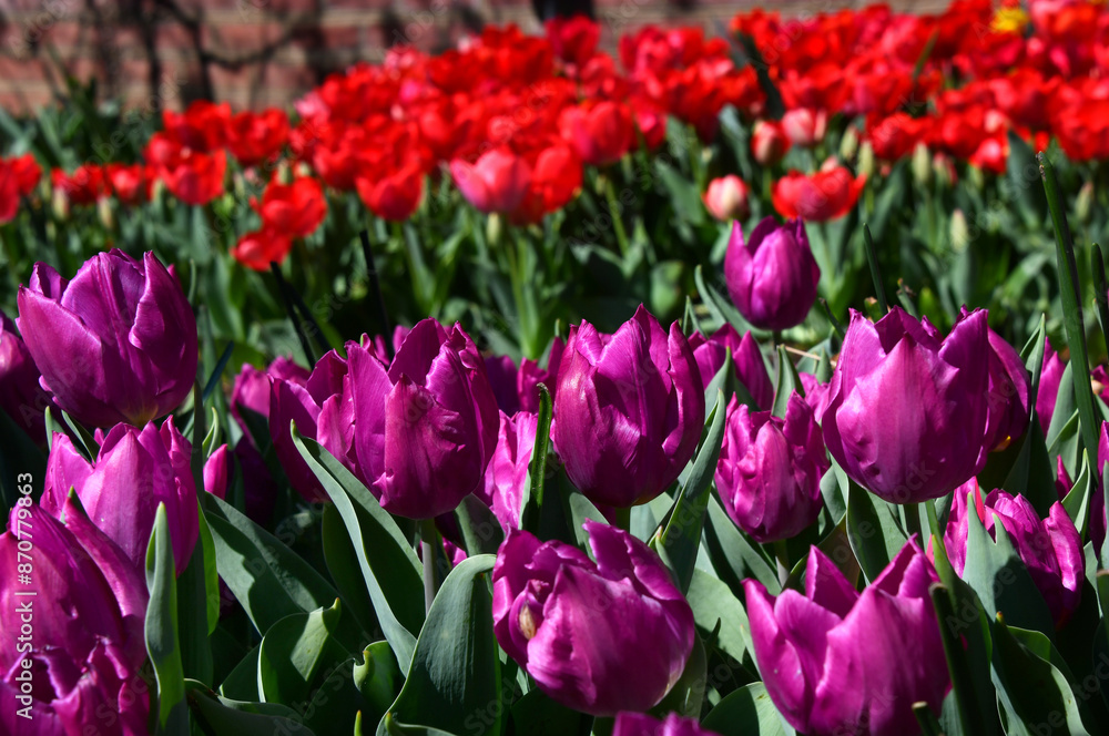 Obraz premium Purple Prince Tulips Grow in Memphis