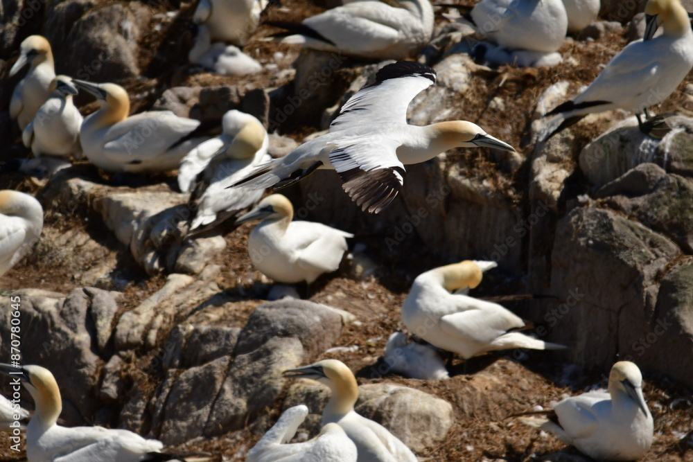 Gannets, Great Saltee Island, Kilmore Quay, Co. Wexford, Ireland Gannets, Great Saltee Island, Kilmore Quay, Co. Wexford, Ireland