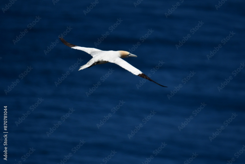 Gannets, Great Saltee Island, Kilmore Quay, Co. Wexford, Ireland Gannets, Great Saltee Island, Kilmore Quay, Co. Wexford, Ireland