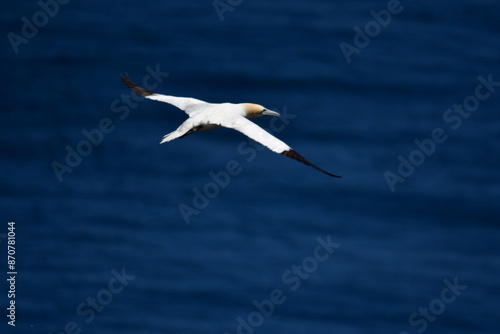 Gannets, Great Saltee Island, Kilmore Quay, Co. Wexford, Ireland photo