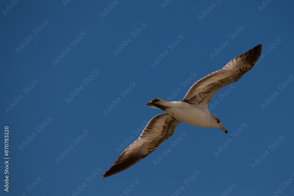 Image of a beautiful shorebird flying through the air. The seagull has their wings stretched out. The brown, white, and black feathers of the plumage is pretty. The blue sky can be seen in the back. Image of a beautiful shorebird flying through the air. The seagull has their wings stretched out. The brown, white, and black feathers of the plumage is pretty. The blue sky can be seen in the back.