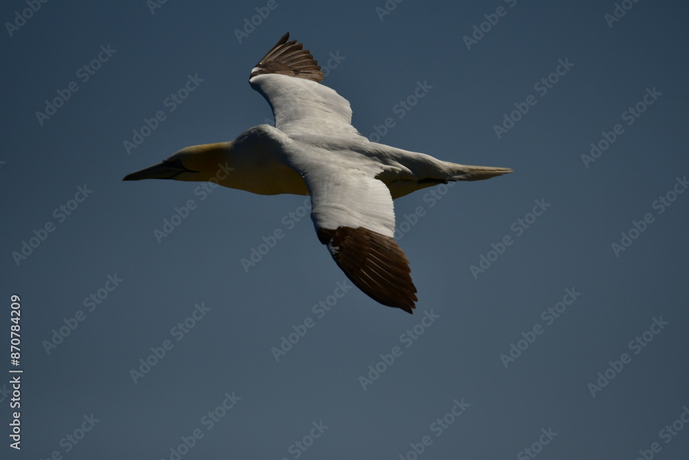 Obraz premium Gannets, Great Saltee Island, Kilmore Quay, Co. Wexford, Ireland