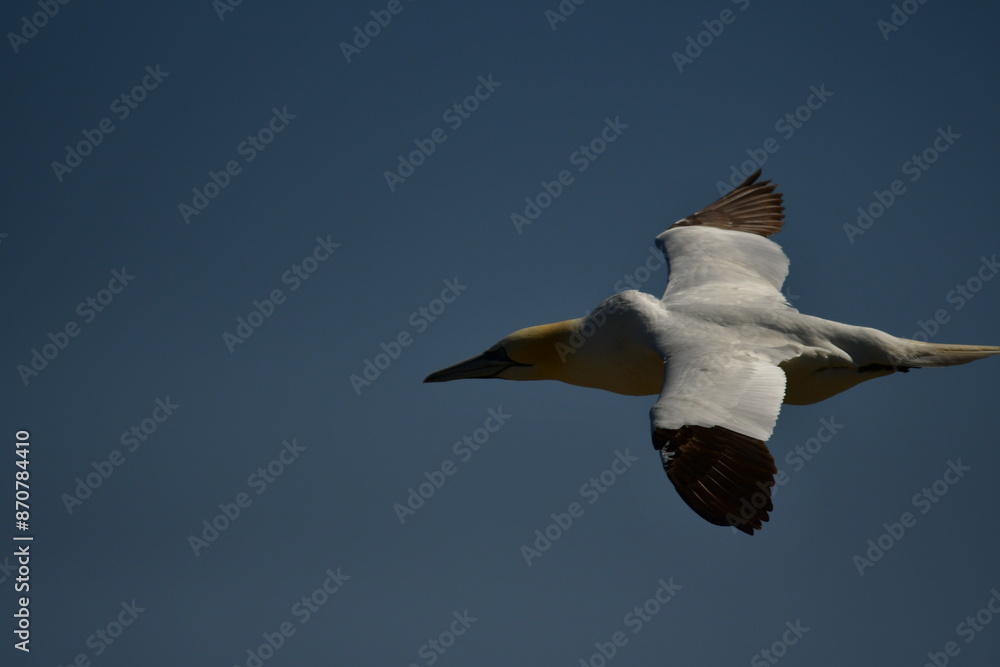 Gannets, Great Saltee Island, Kilmore Quay, Co. Wexford, Ireland Gannets, Great Saltee Island, Kilmore Quay, Co. Wexford, Ireland