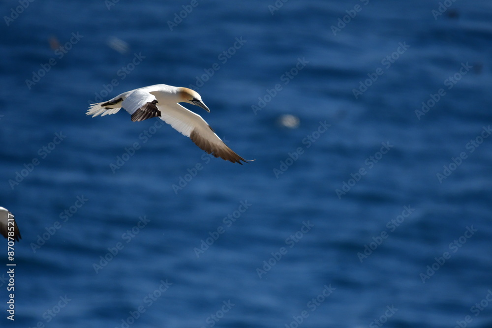 Gannets, Great Saltee Island, Kilmore Quay, Co. Wexford, Ireland Gannets, Great Saltee Island, Kilmore Quay, Co. Wexford, Ireland