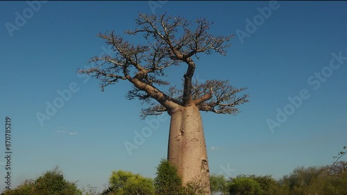 Madagascar. Avenue of the Baobabs at sunsetюLandscape with the big trees baobabs in Madagascar. Baobab alley during sunset or sunrise, late evening orange sun and baobab silhouettes.