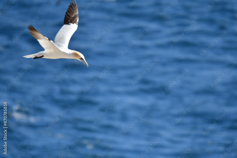 Gannets, Great Saltee Island, Kilmore Quay, Co. Wexford, Ireland Gannets, Great Saltee Island, Kilmore Quay, Co. Wexford, Ireland