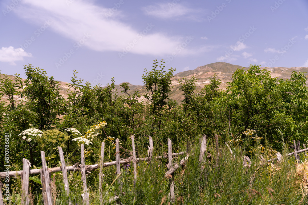 Fototapeta premium A lush green field with a fence in the middle