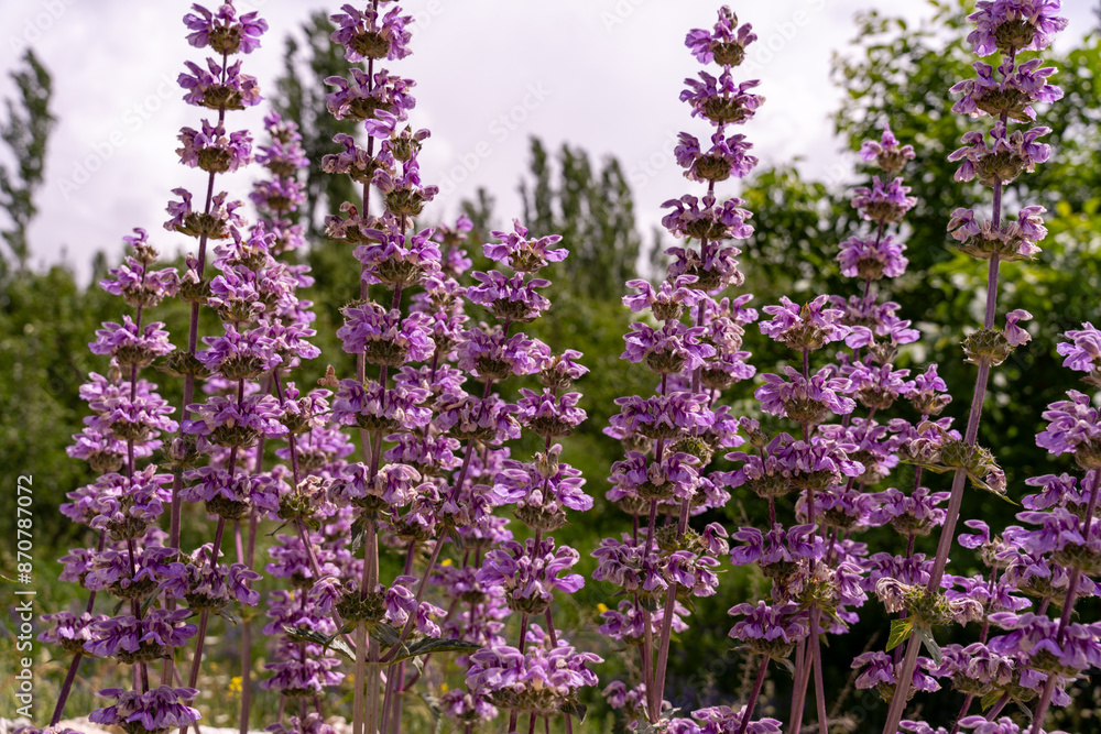Obraz premium A bunch of purple flowers are in a field