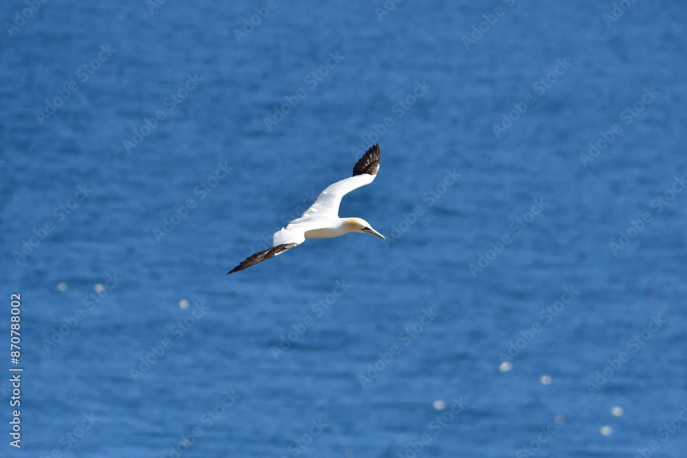 Gannets, Great Saltee Island, Kilmore Quay, Co. Wexford, Ireland Gannets, Great Saltee Island, Kilmore Quay, Co. Wexford, Ireland