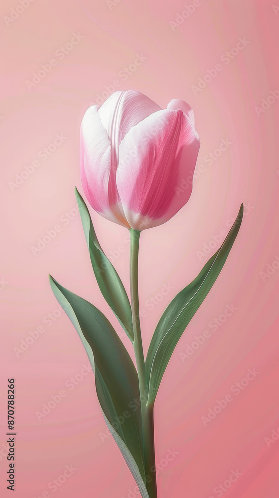 A single pink tulip with green leaves against a soft pink background, showcasing elegance and simplicity in nature A single pink tulip with green leaves against a soft pink background, showcasing elegance and simplicity in nature
