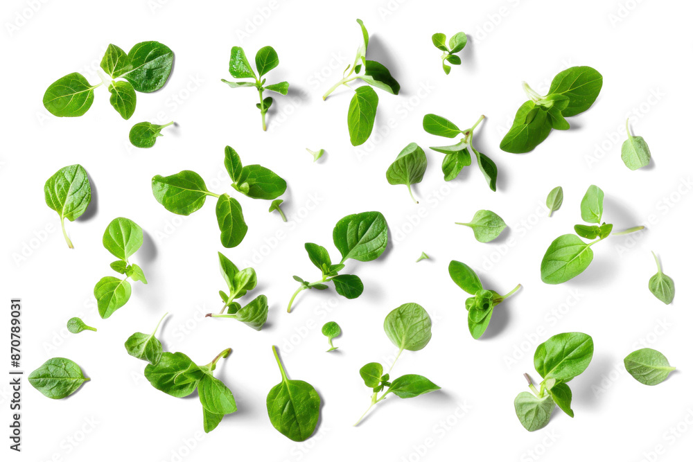 Fresh Oregano Leaves on Transparent Background Fresh Oregano Leaves on Transparent Background